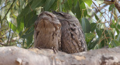 image of owls